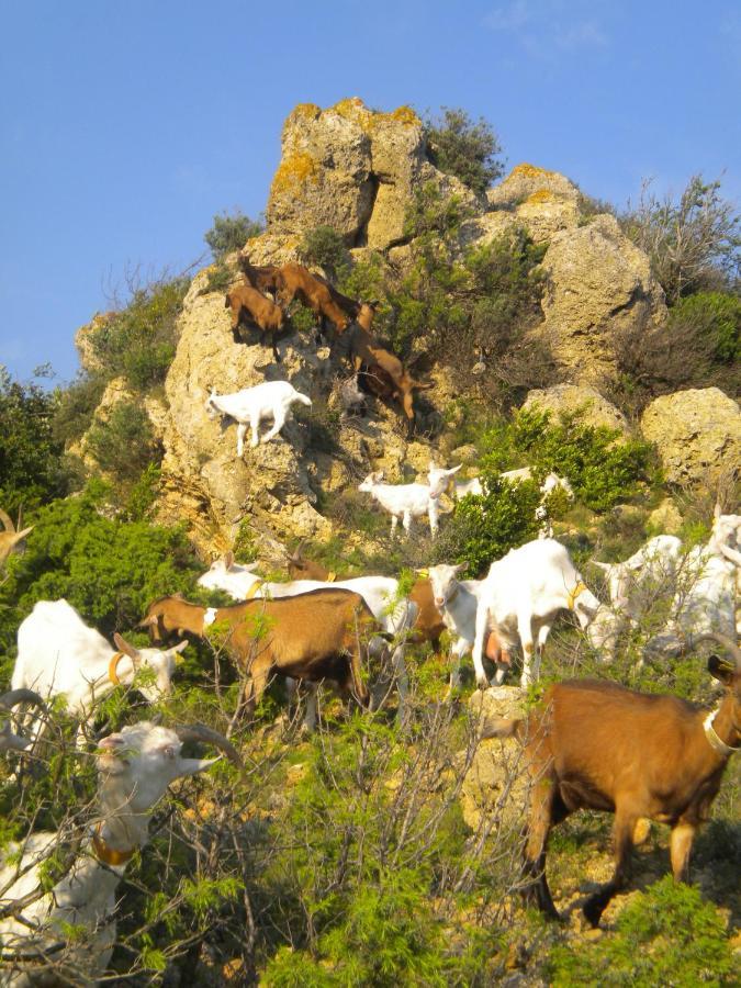 Bed and Breakfast Chez Tatie Menie Fraisse-des-Corbieres Екстер'єр фото
