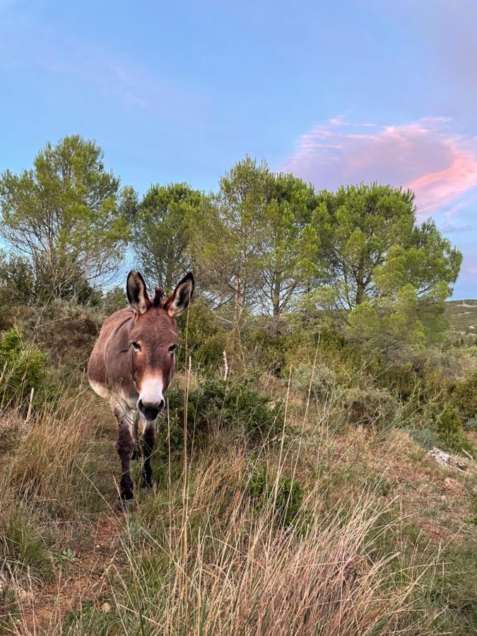 Bed and Breakfast Chez Tatie Menie Fraisse-des-Corbieres Екстер'єр фото