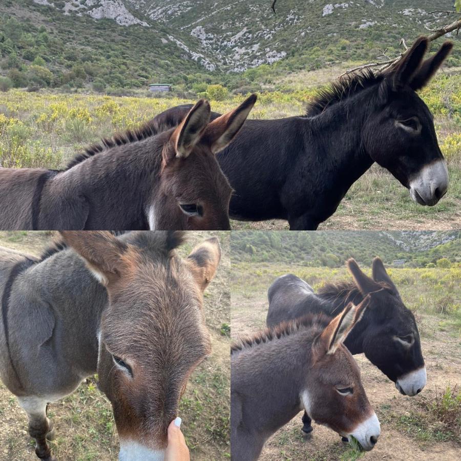 Bed and Breakfast Chez Tatie Menie Fraisse-des-Corbieres Екстер'єр фото